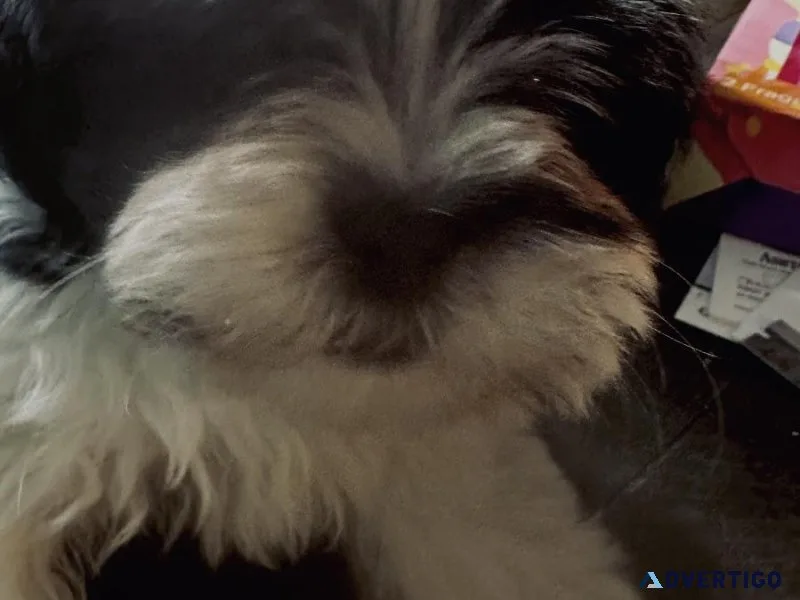 Black and white Shih Tzu boy