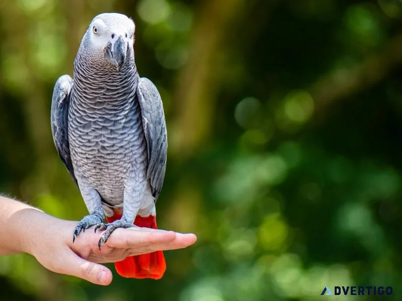 AFRICAN GREY PARROT FOR SALE