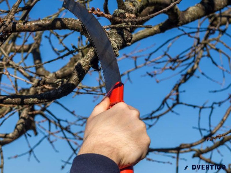 The Best Tips for Tree Pruning and Trimming