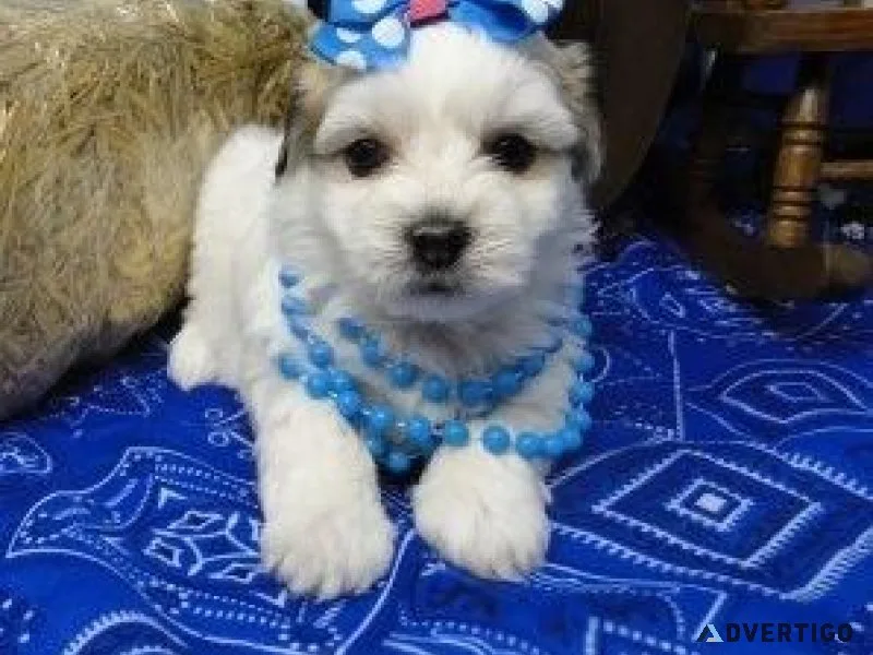Beautiful Coton De Tulear Puppies