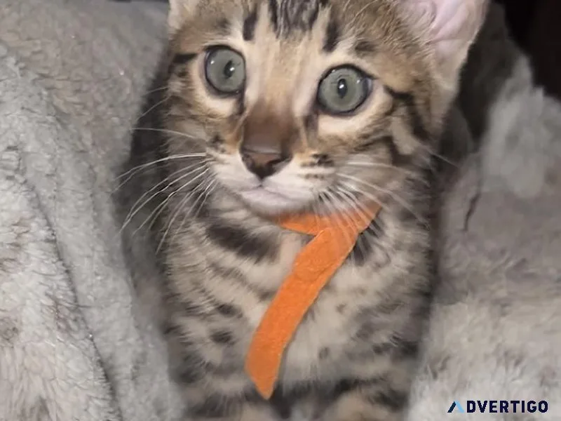 Exotic Bengals