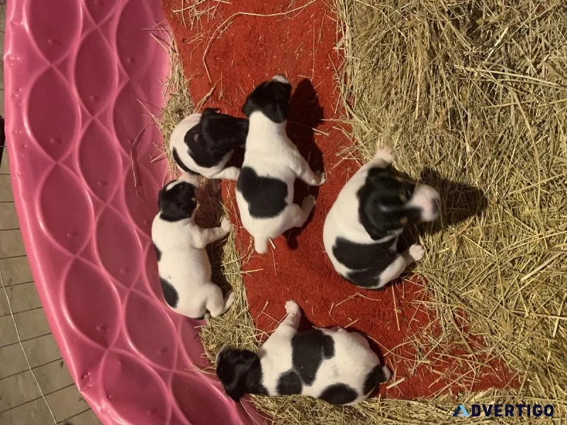 Rat Terrier Pups