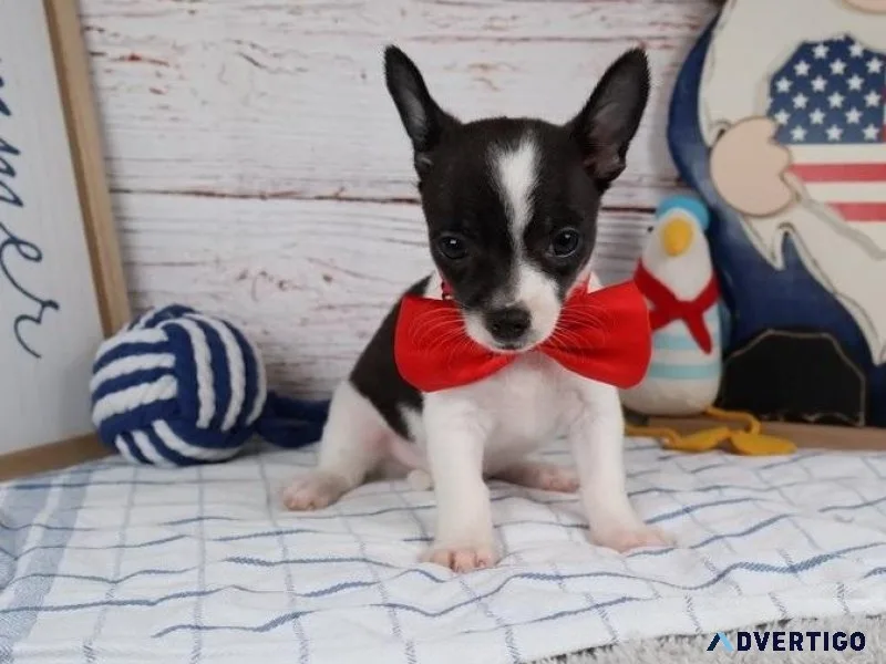 Healthy Chihuahua puppies For Lovely Homes.