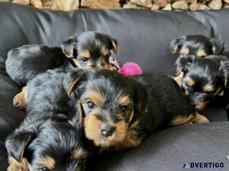 pet for a new home