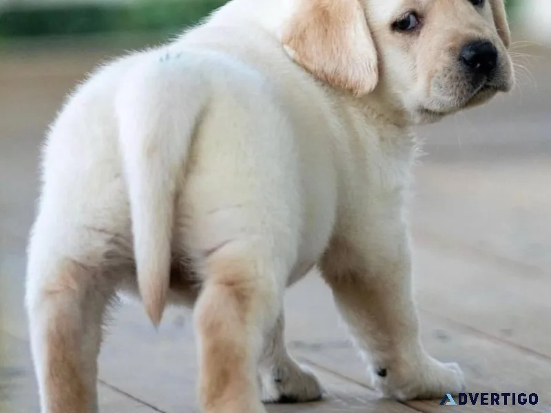 Two Labrador Retriever puppy
