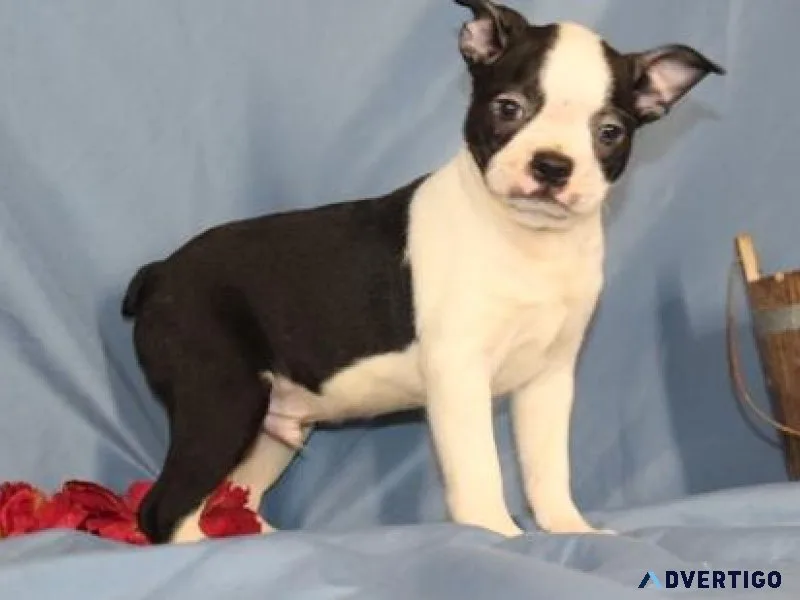 Home trained Boston Terrier Puppies