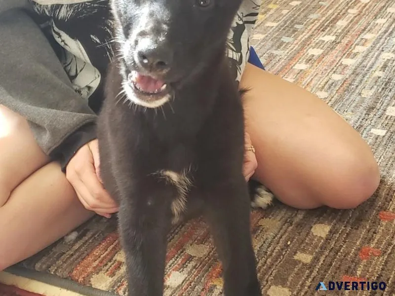 German shepherd Siberian husky cross puppies