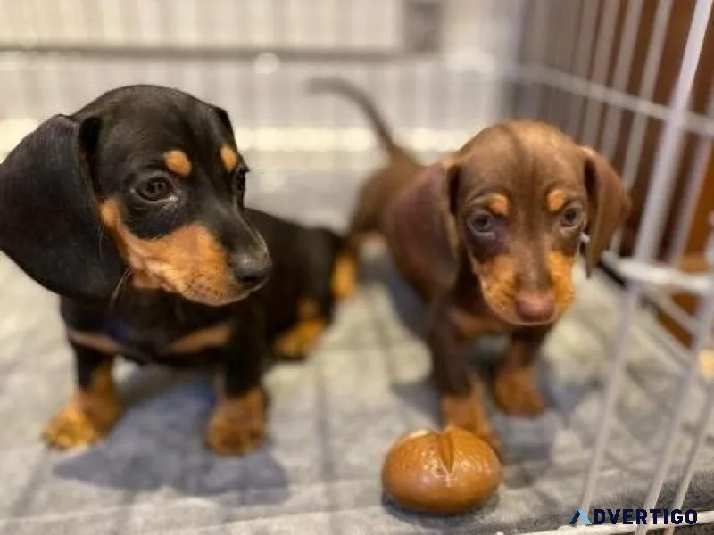 LongShorthair Dachshund Pups