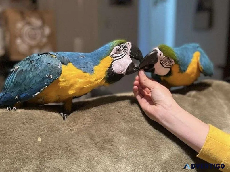 Gorgeous Blue and Gold Macaws for sale
