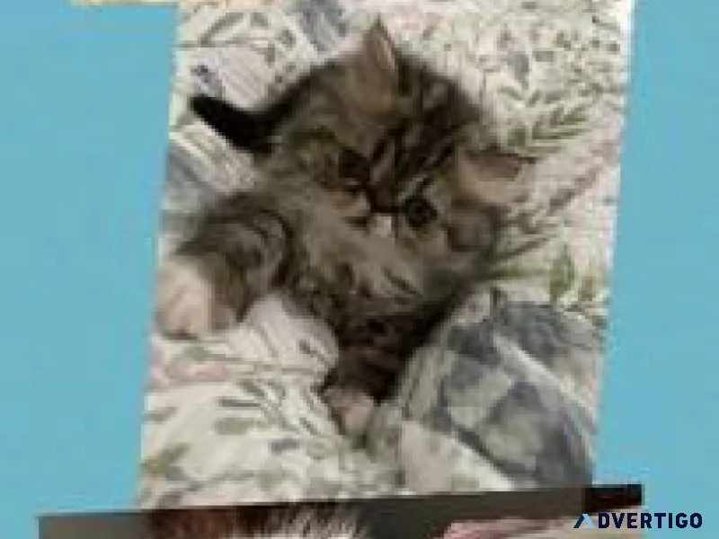 Himalayan Persian