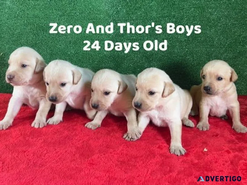 Christmas Lab Puppies
