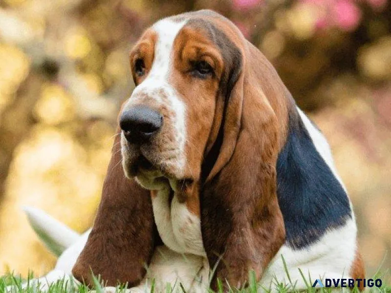 September Schedule - Veterinarians in Columbia MD
