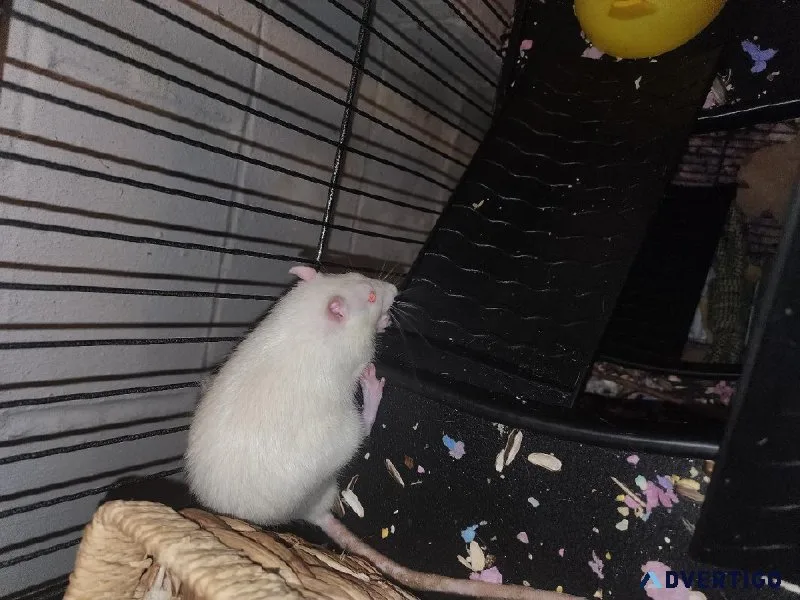 Free M Rats (2) 4 PICK UP (Flint MI)