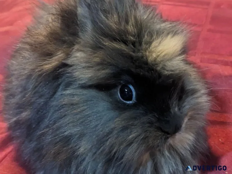 Baby 8-9 week old Harlequin Lionhead Rabbit For Sale
