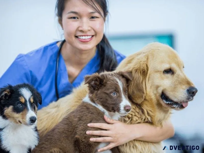 Finding the Best Dog Pet Clinic near Me  Vet Land Pet Clinic