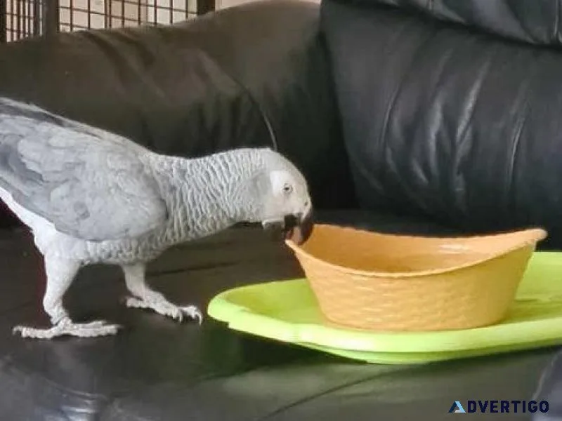 African Grey Parrot - 500