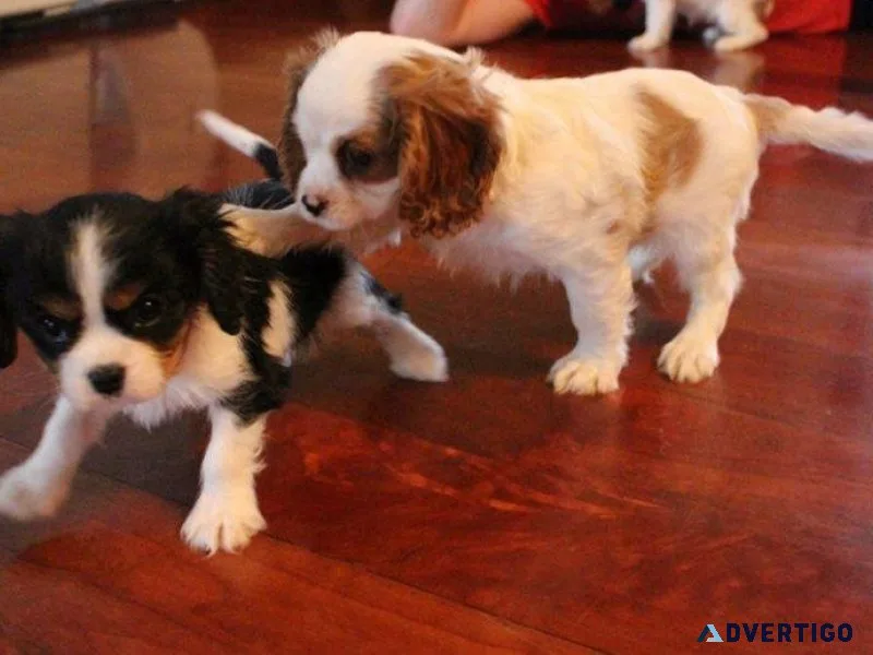 Adorable Cavalier King Charles Spaniel puppies