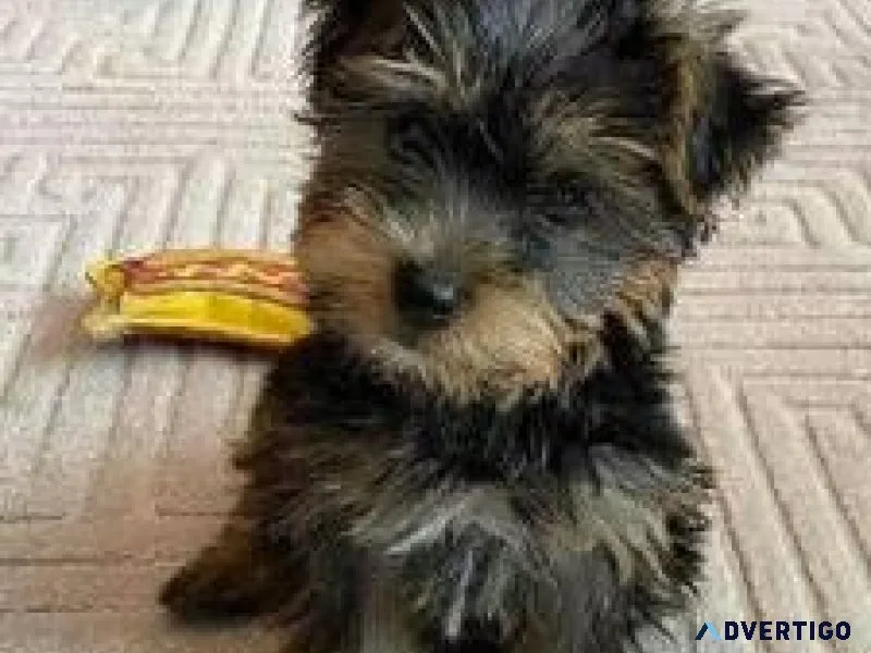 yorkie puppies phoenix az