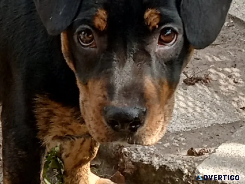 Female Puppy