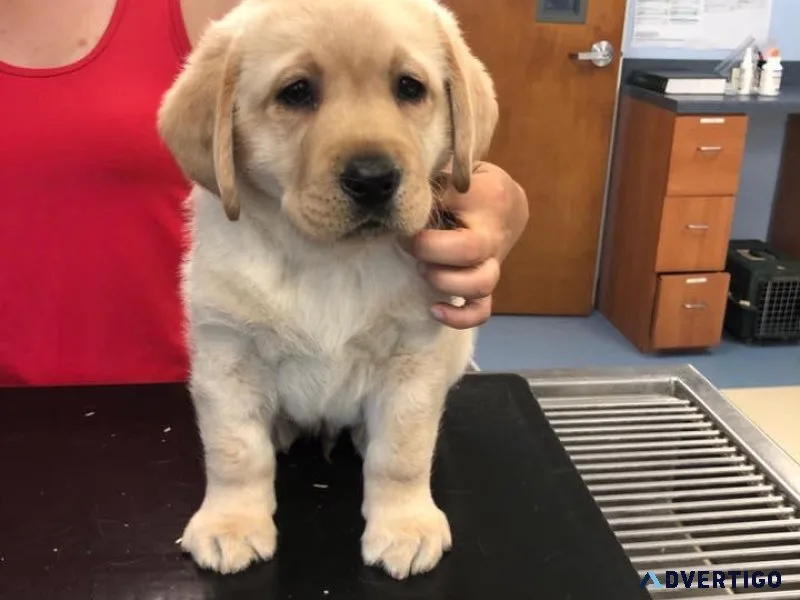 Yellow UKC Registered Labrador Puppies