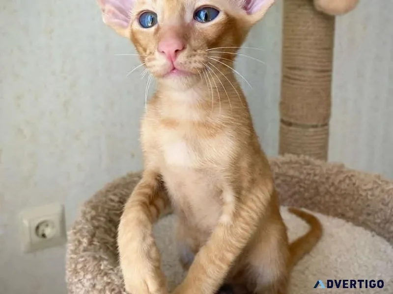 Pointed Oriental Shorthair  kittens