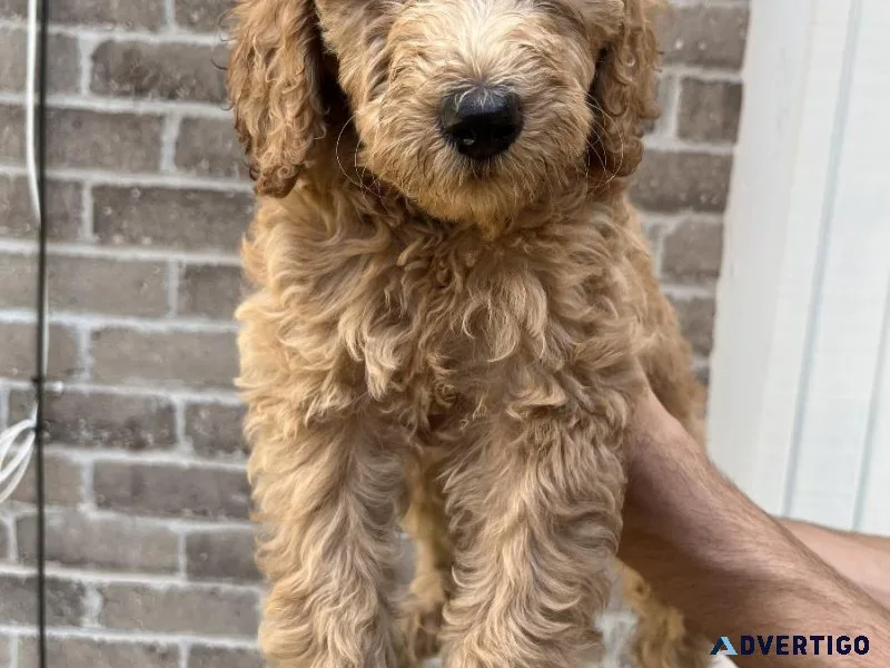 F1b Labradoodles