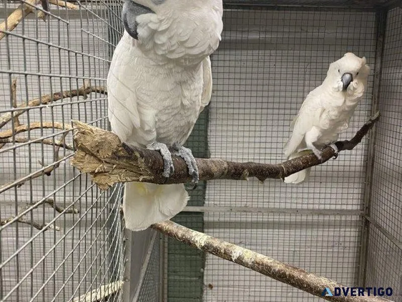 Bonded pair Cockatoos looking for a new home