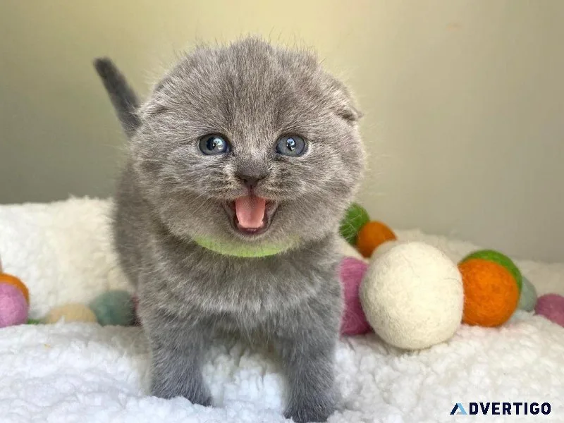 RGGF Scottish Fold Kittens