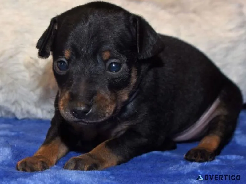 Miniature pincher