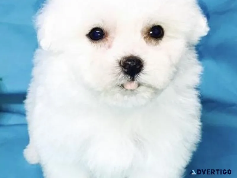 Cutest Havanese Puppies