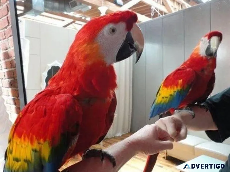 Two beautiful Scarlet Macaws looking for a new home