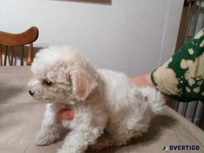 Exeptional Bichon Frise