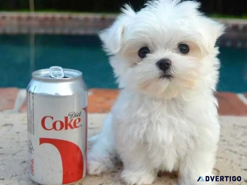 cute and adorable home trained Maltese puppies. 400.00