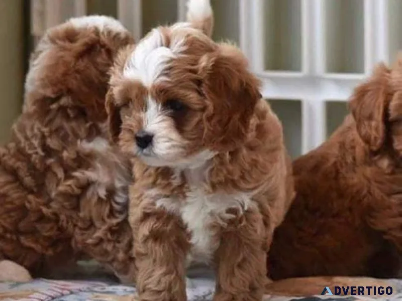 Male Cavapoo Puppy For Adoption