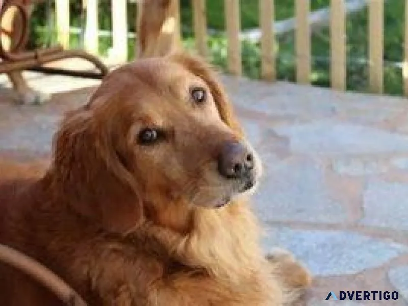 Feed your dog this product and the smelly farts will go away