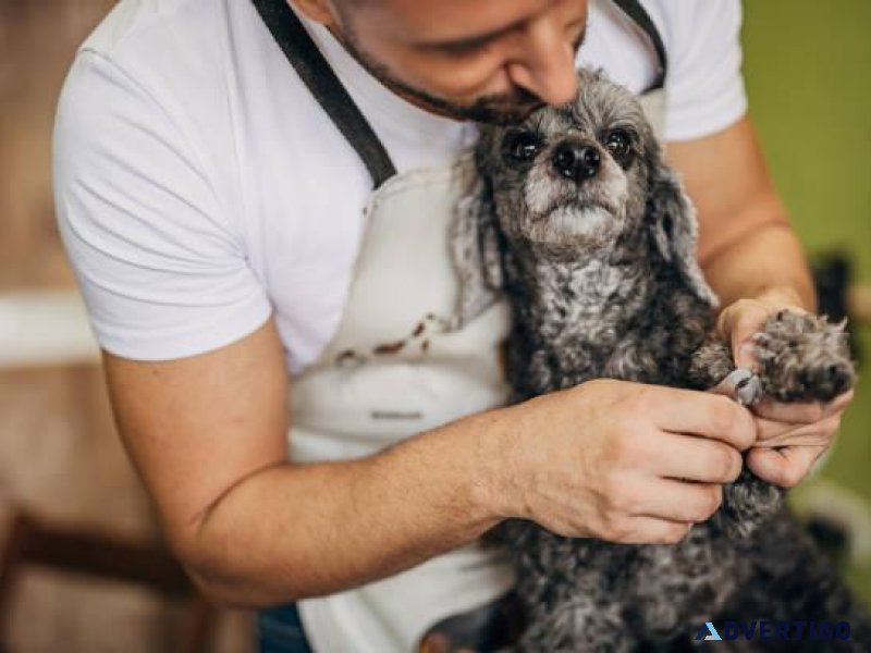 Dog Groomers in Bhubaneswar Dog Baths Haircuts Nail Trimming