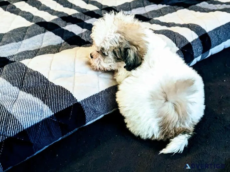 Female Shichon Puppy for Sale(Teddy Bear Puppy)