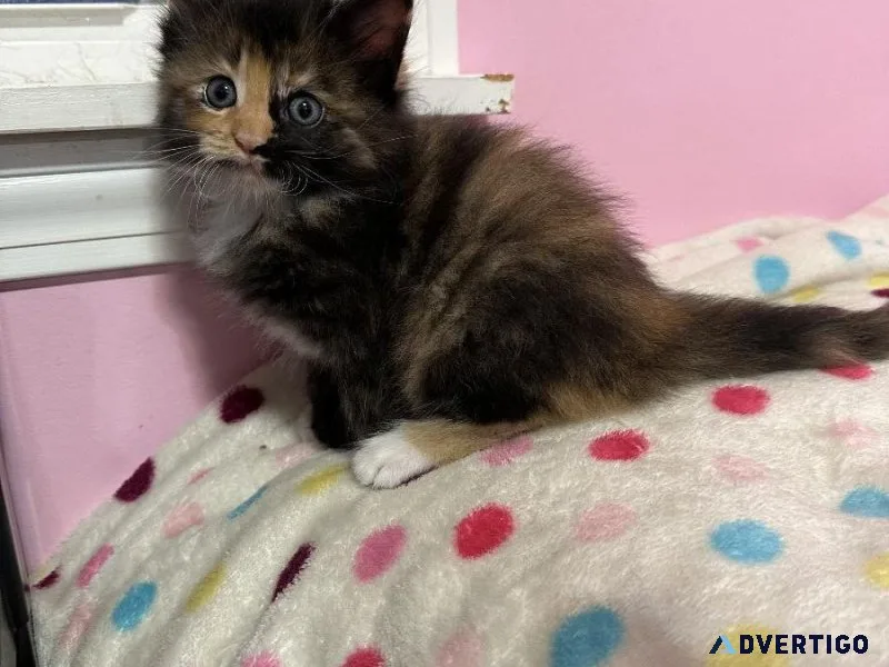Tortiewhite polydactyl Maine Coon kitten