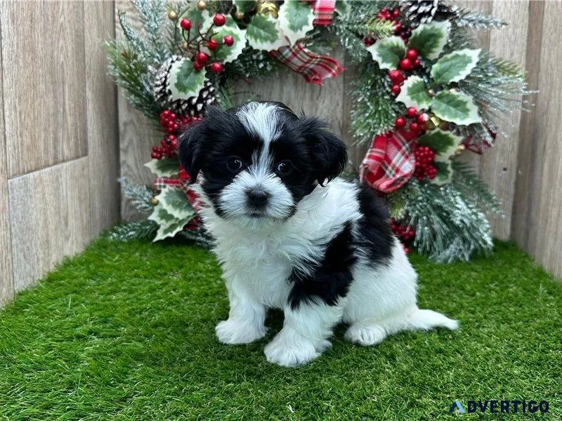 CKC Registered Havanese Puppies