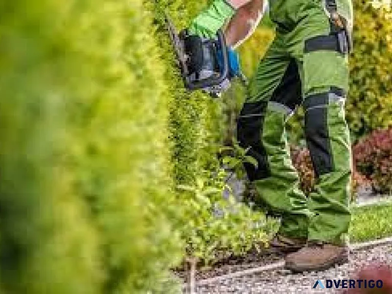 Get Professional Pollarding Services at SG Tree Services