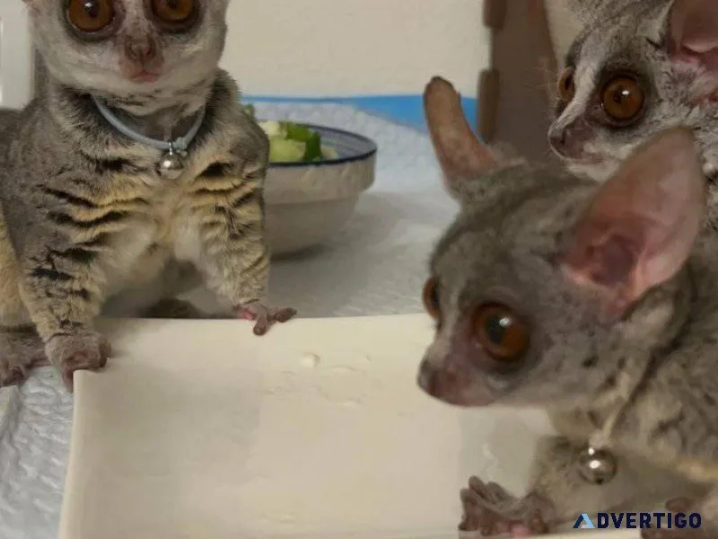 Bushbaby