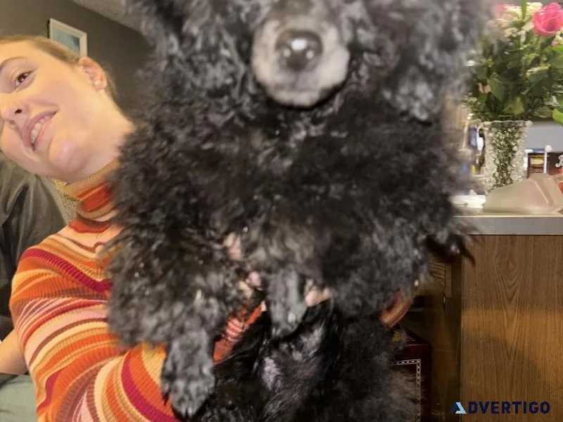 AKC toy Poodle Male Blue