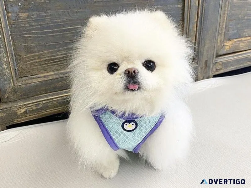 Pomeranian puppy ready for new homes