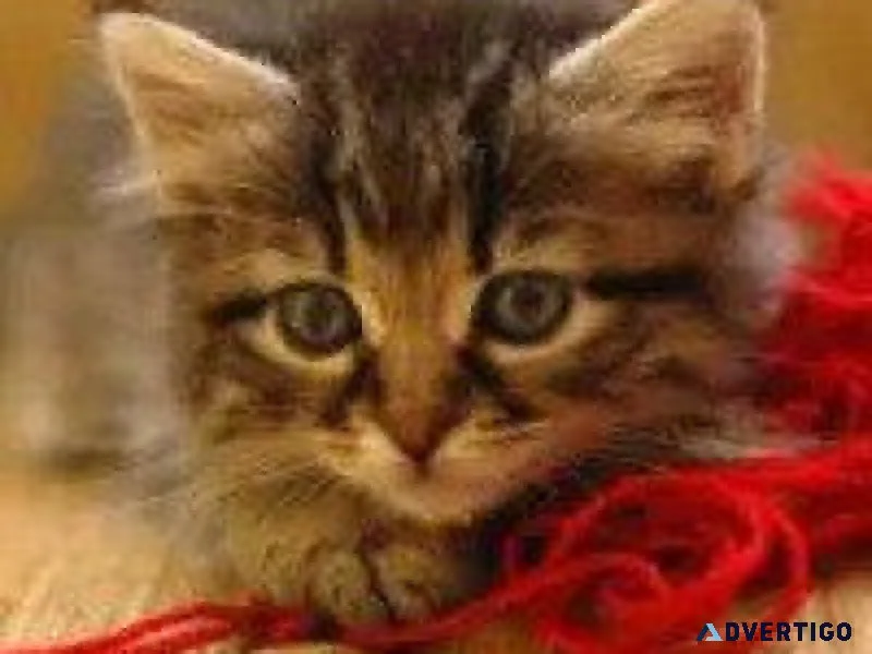 Pet Vaccinations - Animal Hospital in Mondovi WI