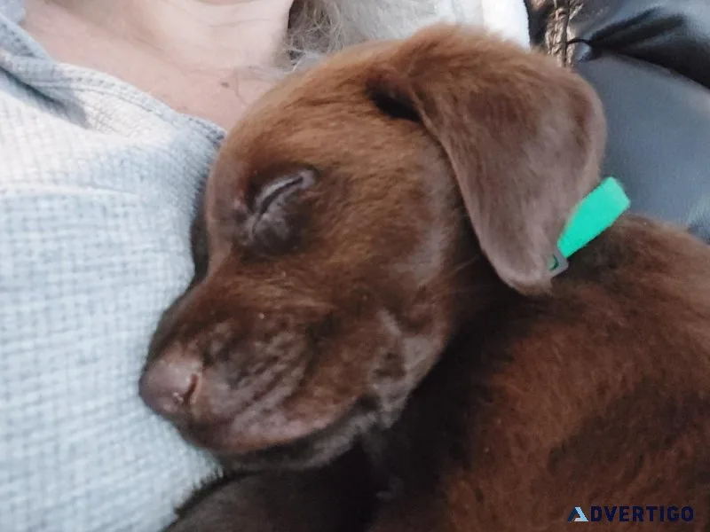 CKC Registered Labrador Puppies