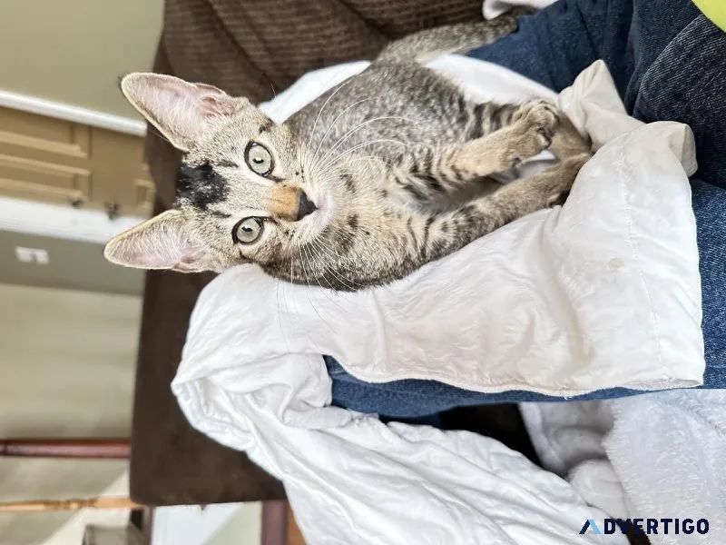 Chausie kitten