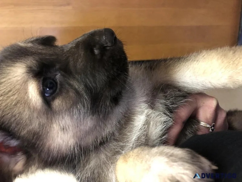 Gerberian Shepsky puppies
