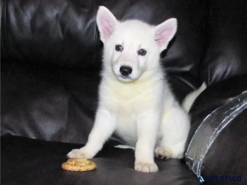 Gorgeous White Shepherd Puppies ready