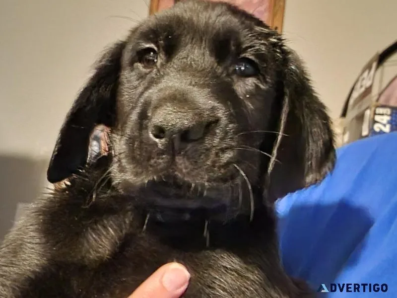 Labrador retriever puppies