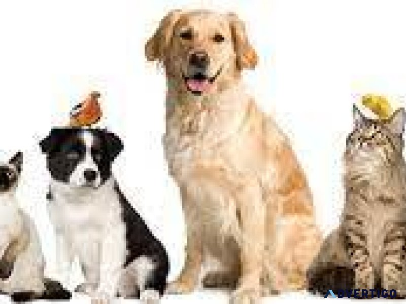Products That Help Pets